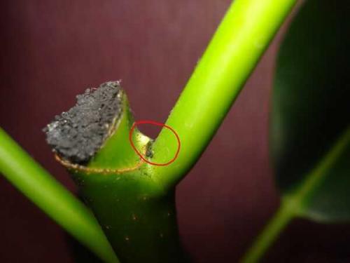 Как обрезать фикус каучуконосный, чтобы он ветвился. Для чего нужна обрезка