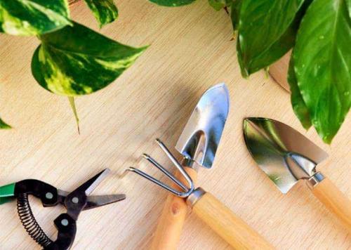 Как обрезать фикус каучуконосный, чтобы он ветвился. Для чего нужна обрезка