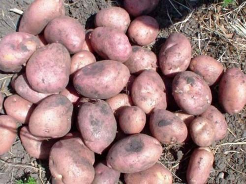 Каталог сортов картофеля. Урожайные сорта картофеля 2022 — описание с фото