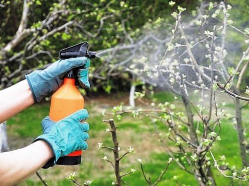 Таблица обработки яблонь. Этапы и сроки весенней обработки яблонь от болезней и вредителей