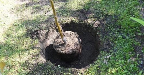 Как выбрать правильное место для посадки яблони по схеме. Выбор саженца и его подготовка к посадке