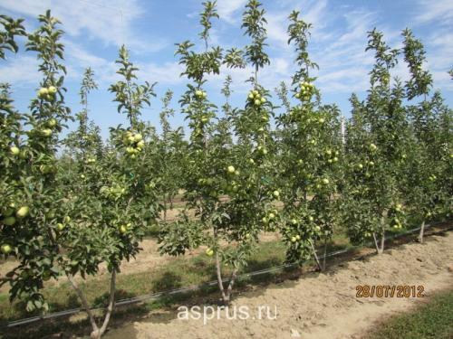 Пошаговый гид по посадке яблони по схеме 11