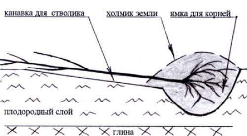 Сроки посадки яблонь в разных регионах. Минусы осенней посадки
