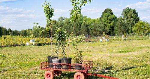Как правильно высаживать саженцы яблони. Выбор саженца и его подготовка к посадке