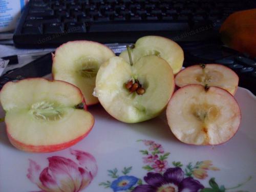 Времена посадки яблонь в разных климатических зонах 08 Времена посадки яблонь в разных климатических зонах 08