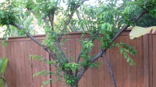 Как правильно выбрать яблоню для посадки по схеме. На каком расстоянии сажать яблони?