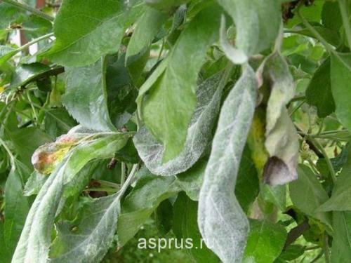 Повышение урожайности яблони: проверенные методы 03