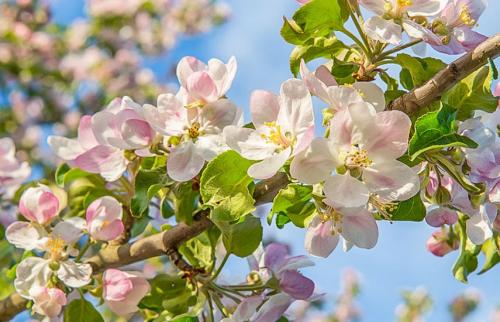 Как обеспечить правильное удобрение плодовых деревьев весной. Какие удобрения нужны плодовым деревьям весной?