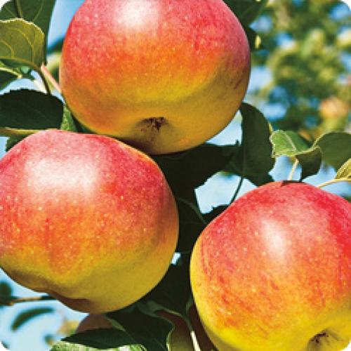 Какие сорта яблони лучше выращивать из саженцев. КАКИЕ ЯБЛОНИ ПОСАДИТЬ НА СВОЕМ УЧАСТКЕ В ЗАВИСИМОСТИ ОТ ИХ СВОЙСТВ