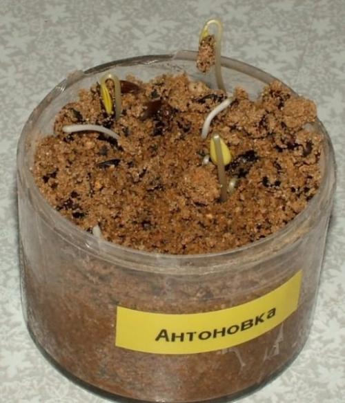 Какие условия необходимы для выращивания саженцев яблони. Посадка яблони семенами