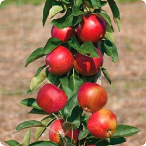 Какие сорта яблони лучше выращивать из саженцев. КАКИЕ ЯБЛОНИ ПОСАДИТЬ НА СВОЕМ УЧАСТКЕ В ЗАВИСИМОСТИ ОТ ИХ СВОЙСТВ