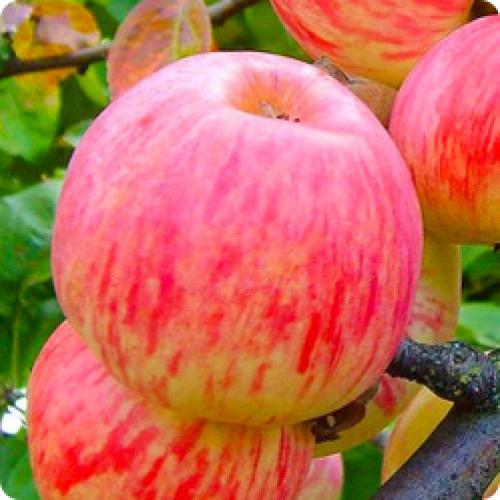 Какие сорта яблони лучше выращивать из саженцев. КАКИЕ ЯБЛОНИ ПОСАДИТЬ НА СВОЕМ УЧАСТКЕ В ЗАВИСИМОСТИ ОТ ИХ СВОЙСТВ