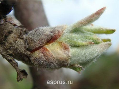 Повышение урожайности яблони: проверенные методы