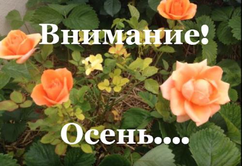 Природное земледелие подготовка огорода к зиме. ЗАКРЫТИЕ СЕЗОНА В ПРИРОДНОМ ЗЕМЛЕДЕЛИИ!