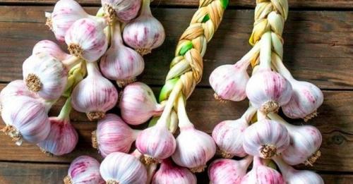 Можно ли хранить чеснок на балконе. Как хранить чеснок в домашних условиях — самые простые способы хранения