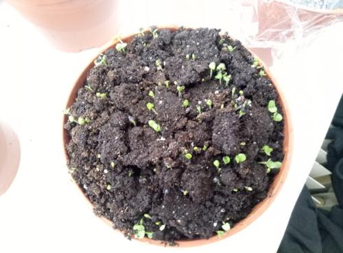 Можно ли вырастить эту траву дома. Как вырастить дома траву на подоконнике