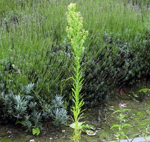 Мелколепестник канадский: исцеляющие свойства и рецепты народной медицины 01 Мелколепестник канадский: исцеляющие свойства и рецепты народной медицины 01