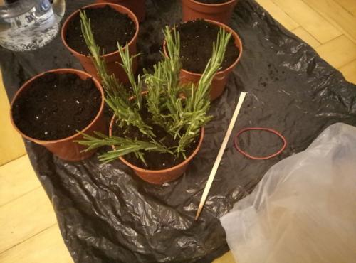 Можно ли вырастить эту траву дома. Как вырастить дома траву на подоконнике