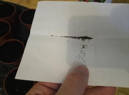 Можно ли вырастить эту траву дома. Как вырастить дома траву на подоконнике