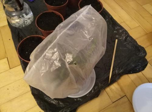 Можно ли вырастить эту траву дома. Как вырастить дома траву на подоконнике