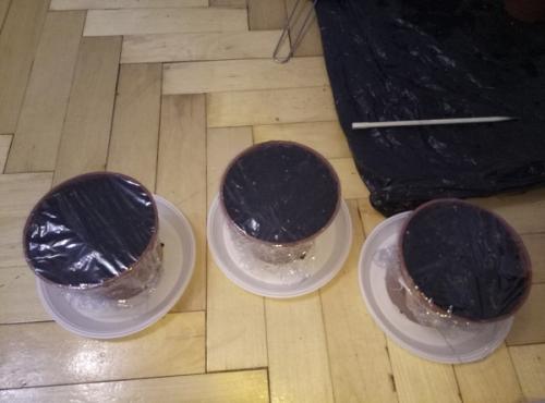 Можно ли вырастить эту траву дома. Как вырастить дома траву на подоконнике