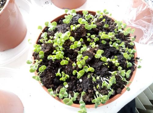 Можно ли вырастить эту траву дома. Как вырастить дома траву на подоконнике