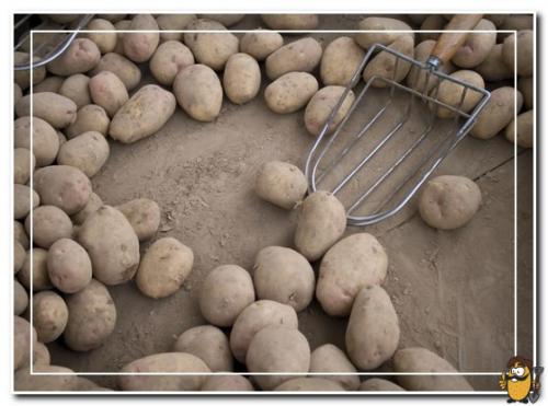 При какой температуре картошка становится сладкой. Почему картофель становится сладким