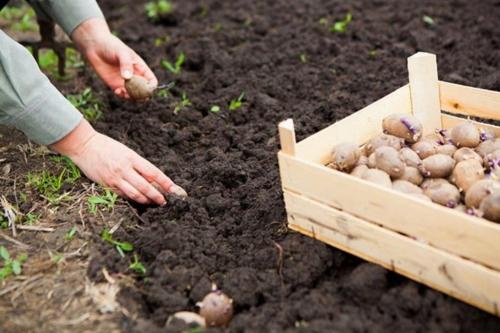 Когда идем сажать картошку. Как правильно определить время для посадки картофеля? 08