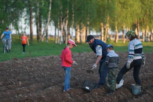 Когда идем сажать картошку. Как правильно определить время для посадки картофеля?