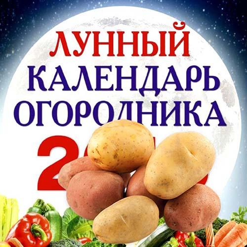 Когда сажать картошку в ростовской области. Когда сажать картофель в открытый грунт