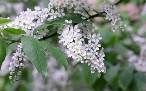 Когда сажать картошку в ростовской области. Когда сажать картофель в открытый грунт