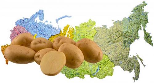 Когда сажать картошку в ростовской области. Когда сажать картофель в открытый грунт