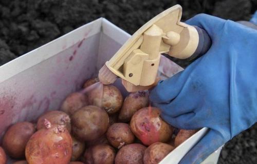 Когда идем сажать картошку. Как правильно определить время для посадки картофеля? 13