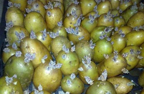 Как сажать картошку в ручную. Как и когда сажать картофель в открытый грунт, способы посадки