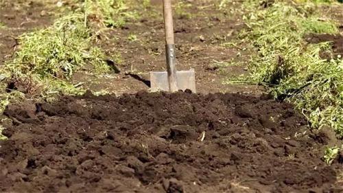 Как сажать картошку в ручную. Как и когда сажать картофель в открытый грунт, способы посадки