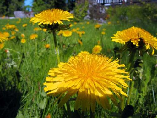 Когда сажать картошку в ростовской области. Когда сажать картофель в открытый грунт