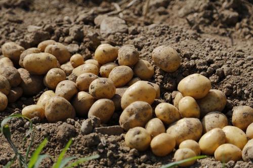 Когда идем сажать картошку. Как правильно определить время для посадки картофеля? 14