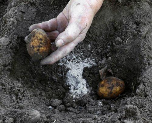Когда идем сажать картошку. Как правильно определить время для посадки картофеля? 09