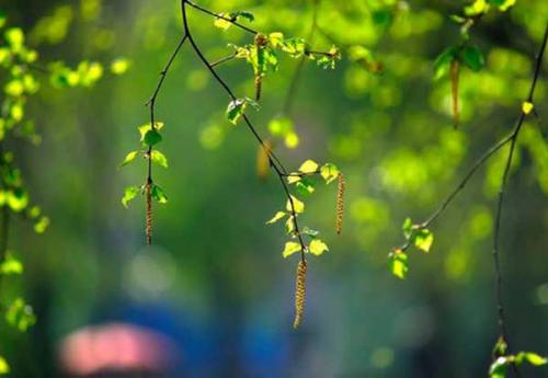 Когда сажать картошку в ростовской области. Когда сажать картофель в открытый грунт