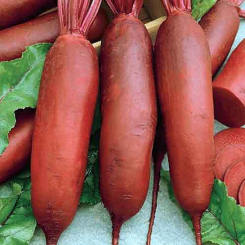 Как вырастить свеклу. Выращивание свеклы: секреты опытных огородников