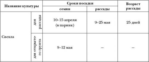 Как вырастить свеклу. Выращивание свеклы: секреты опытных огородников