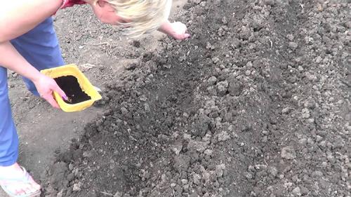 Как вырастить свеклу. Выращивание свеклы: секреты опытных огородников