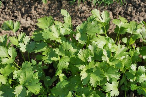 При какой температуре замерзает петрушка на грядке. Посев 01 При какой температуре замерзает петрушка на грядке. Посев 01