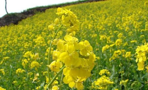 Что интересного посадить в огороде. Как спланировать посадки