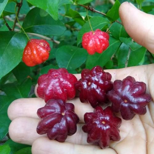 Диковинные овощи. Необычные сорта знакомых нам фруктов и овощей (15 фото)