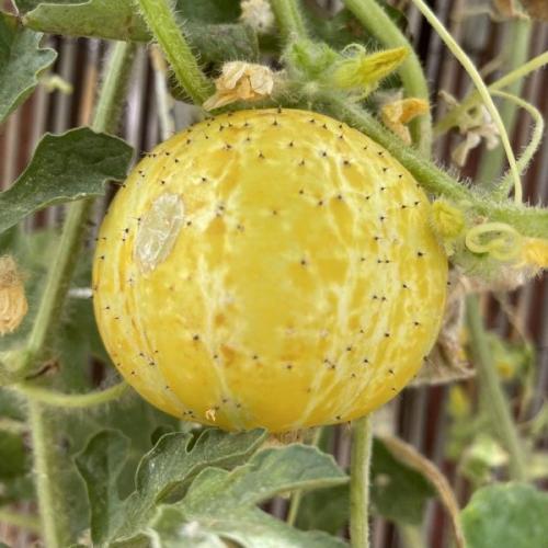 Диковинные овощи. Необычные сорта знакомых нам фруктов и овощей (15 фото)