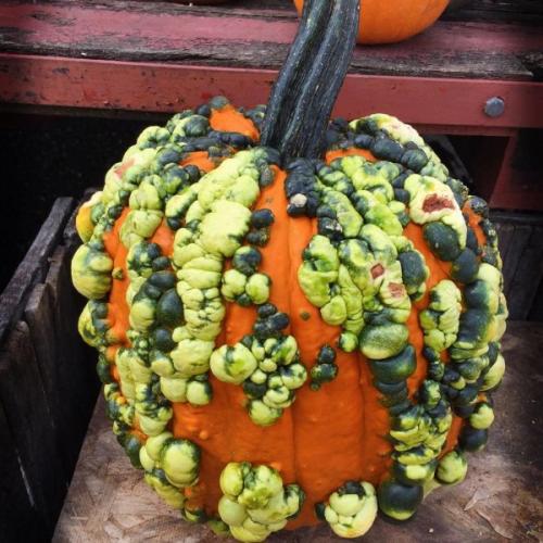 Диковинные овощи. Необычные сорта знакомых нам фруктов и овощей (15 фото)