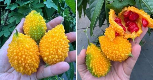 Диковинные овощи. Необычные сорта знакомых нам фруктов и овощей (15 фото)