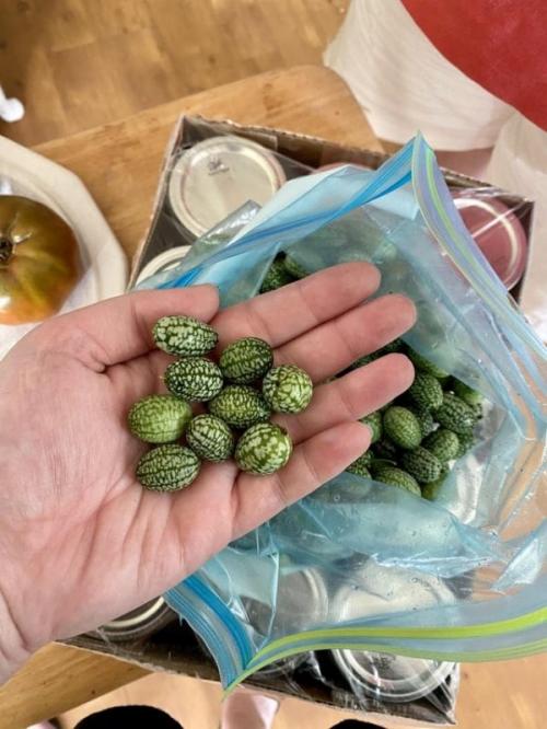 Диковинные овощи. Необычные сорта знакомых нам фруктов и овощей (15 фото)