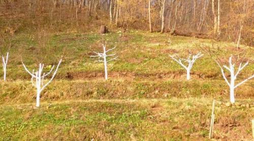 Какие факторы влияют на сроки начала плодоношения садовых культур. Какие бывают подвои?